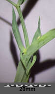 Image of white pea