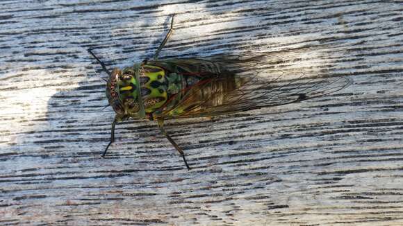 Image of chorus cicada