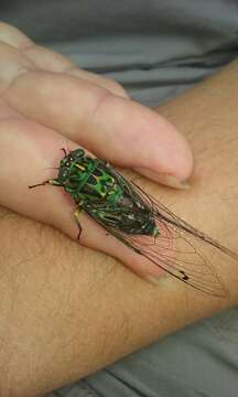 Image of chorus cicada