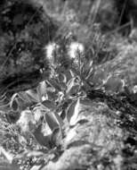 Image of arctic willow