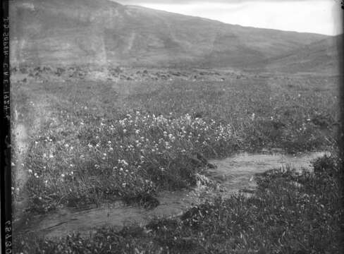 Image of Arctic cottongrass