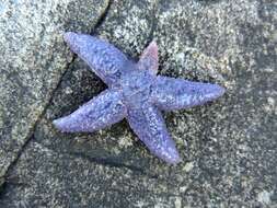 Image of Common sea star