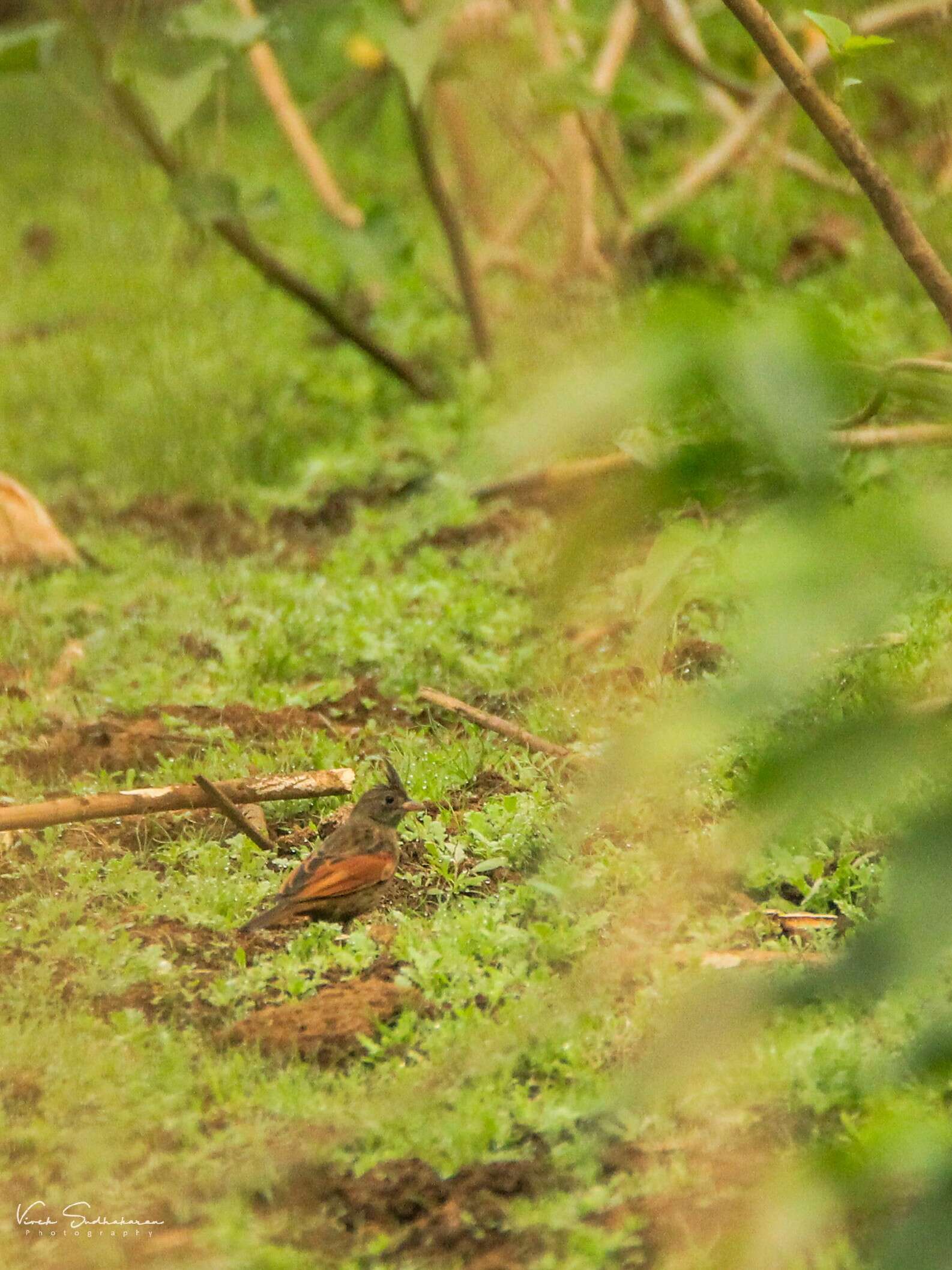 Plancia ëd Emberiza lathami Gray & JE 1831