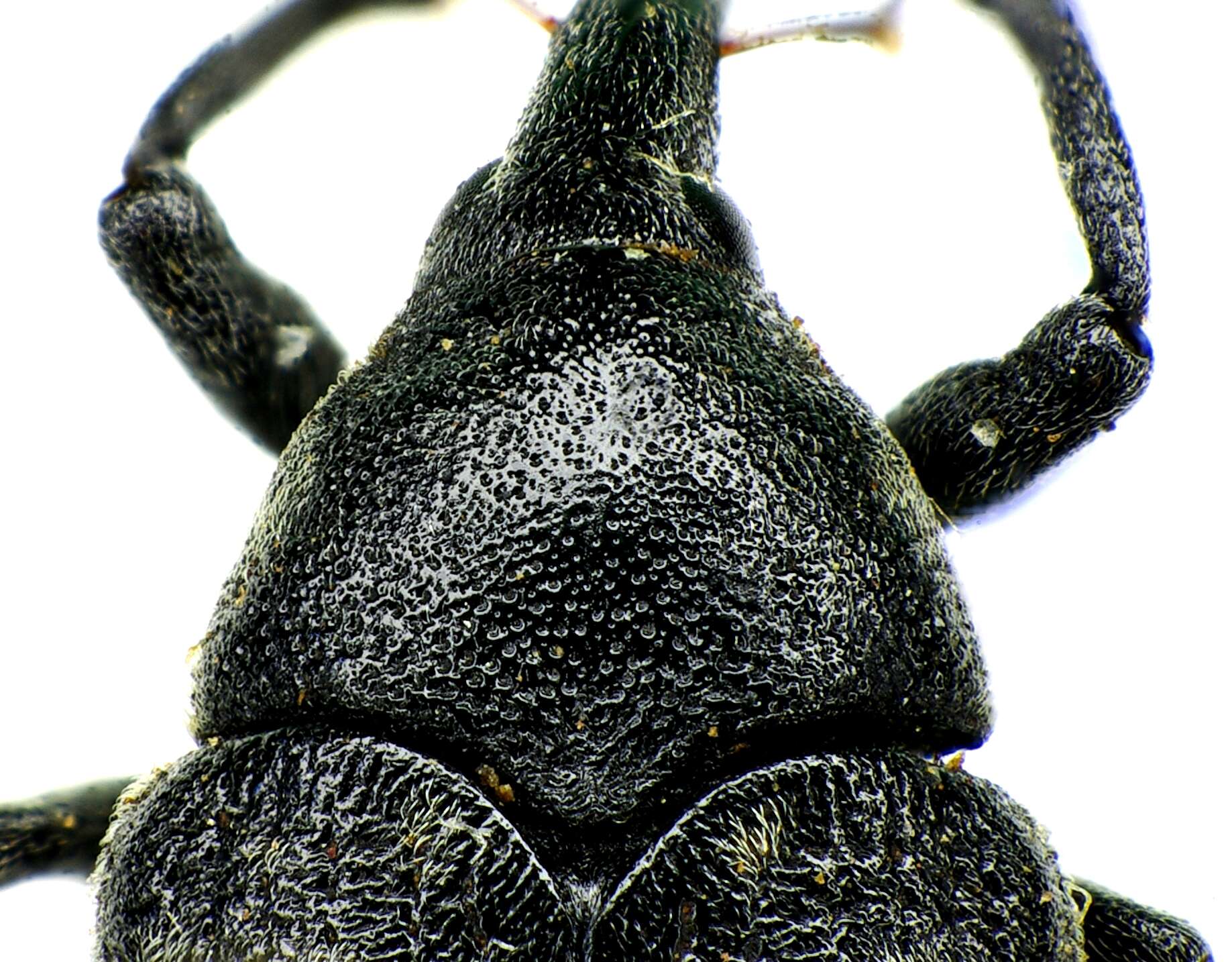 Image of Weevil