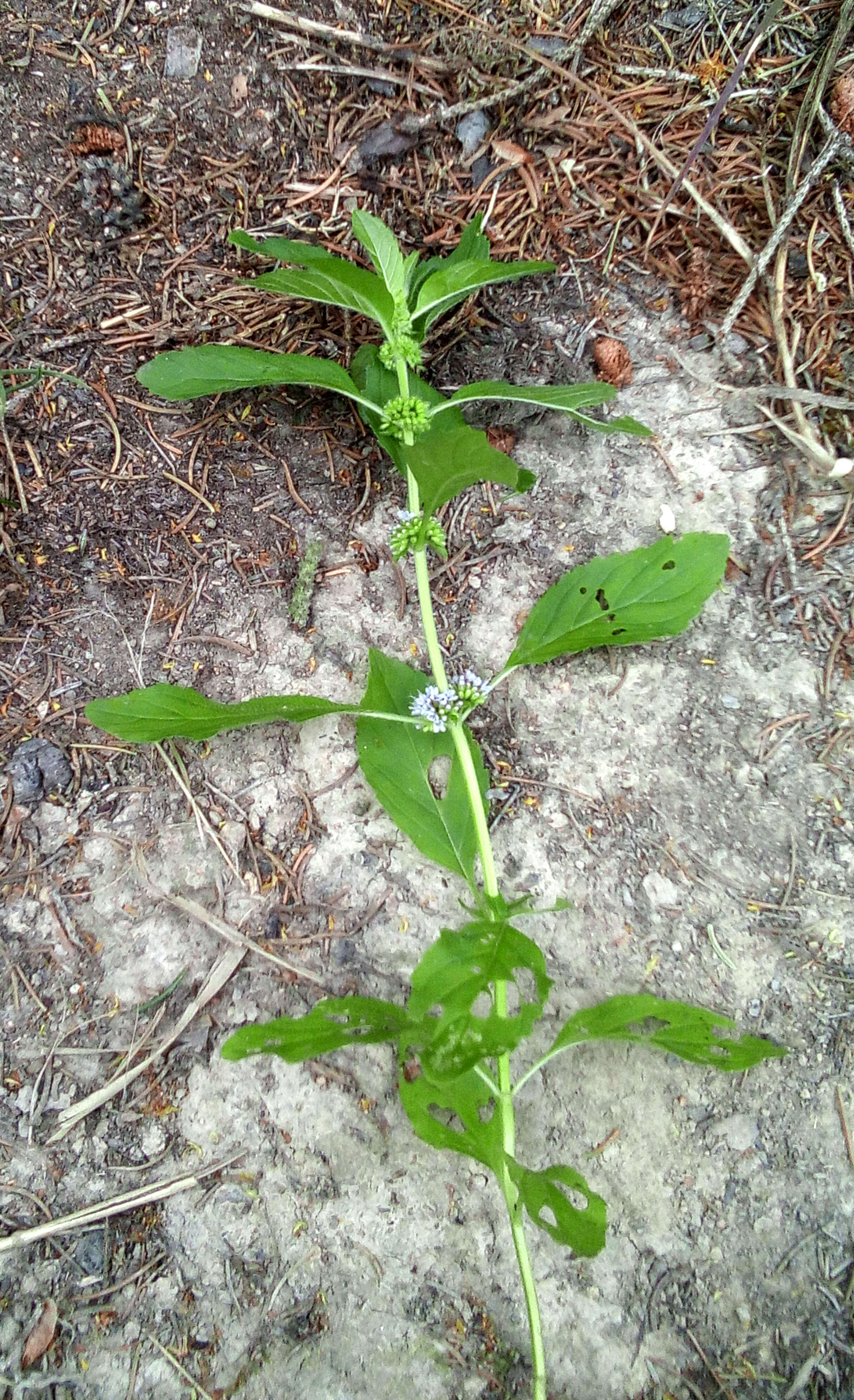 Image of wild mint