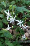 Image of Branched St Bernard's lily