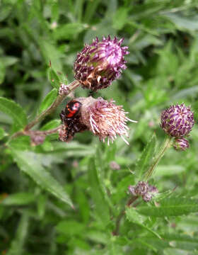 صورة Synema globosum (Fabricius 1775)