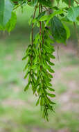 Acer cissifolium (Sieb. & Zucc.) C. Koch resmi