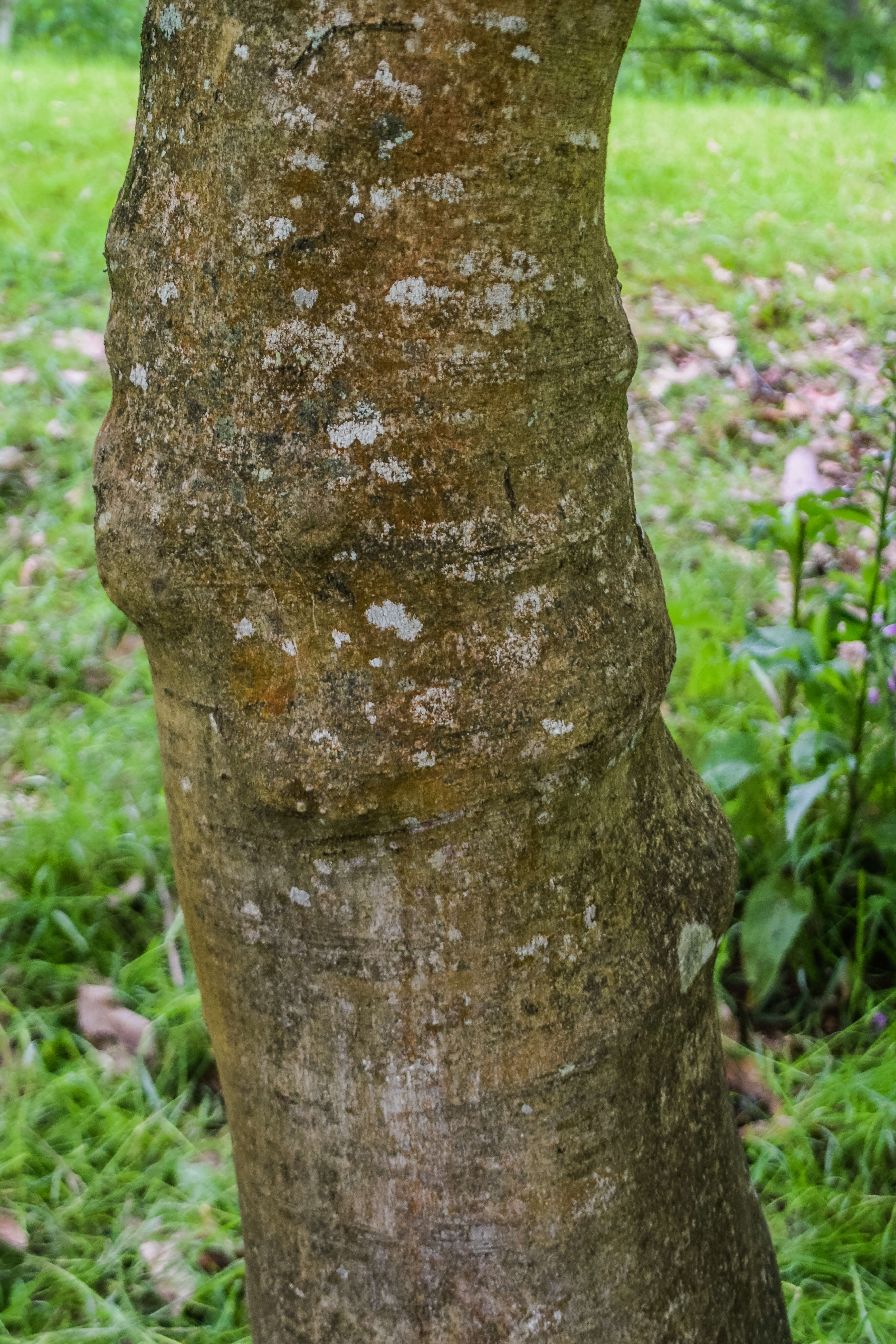 Acer cissifolium (Sieb. & Zucc.) C. Koch resmi