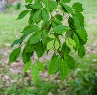 Image de Érable à feuille de vigne