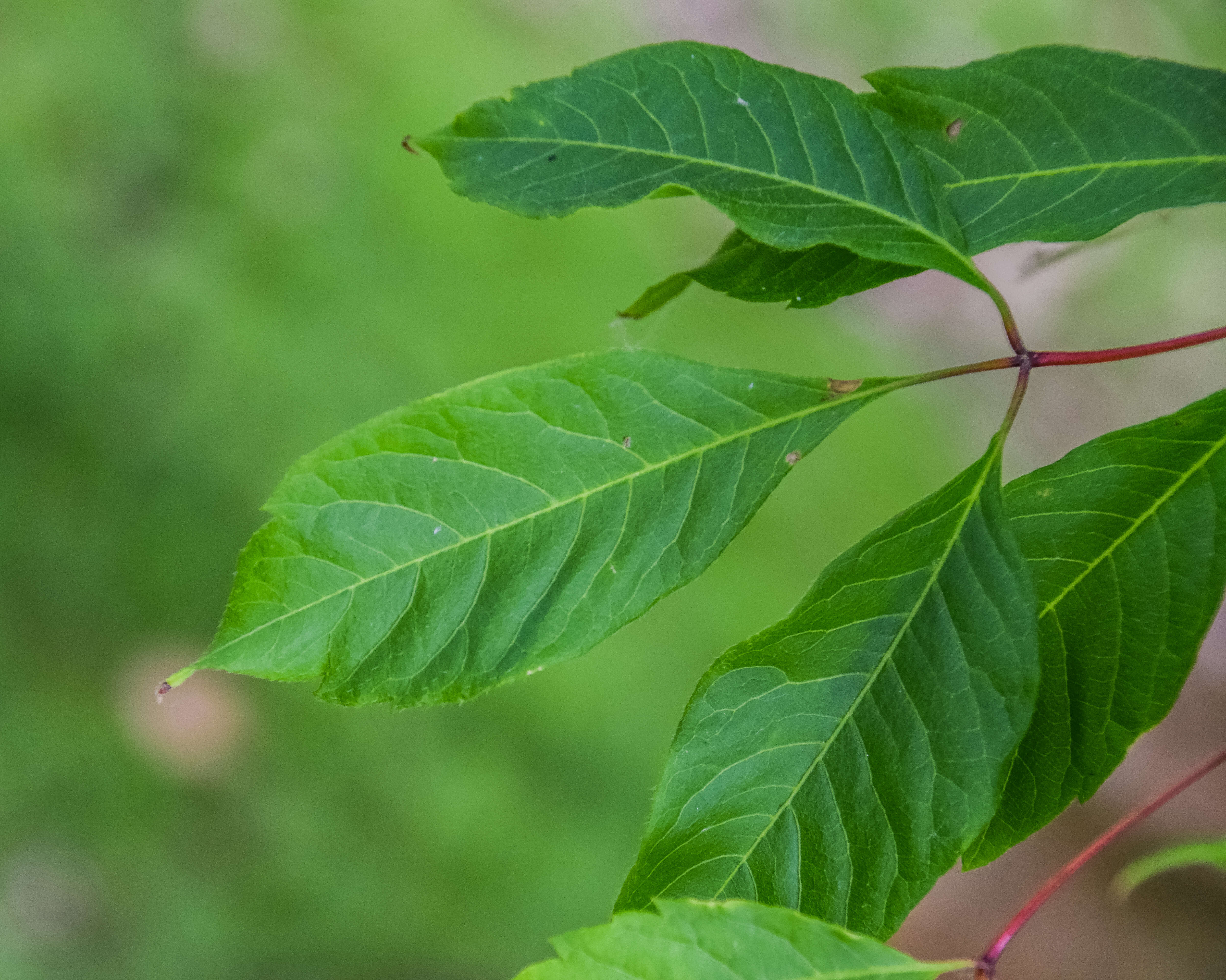 Acer cissifolium (Sieb. & Zucc.) C. Koch resmi