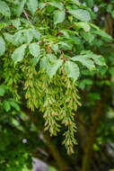 Acer cissifolium (Sieb. & Zucc.) C. Koch resmi