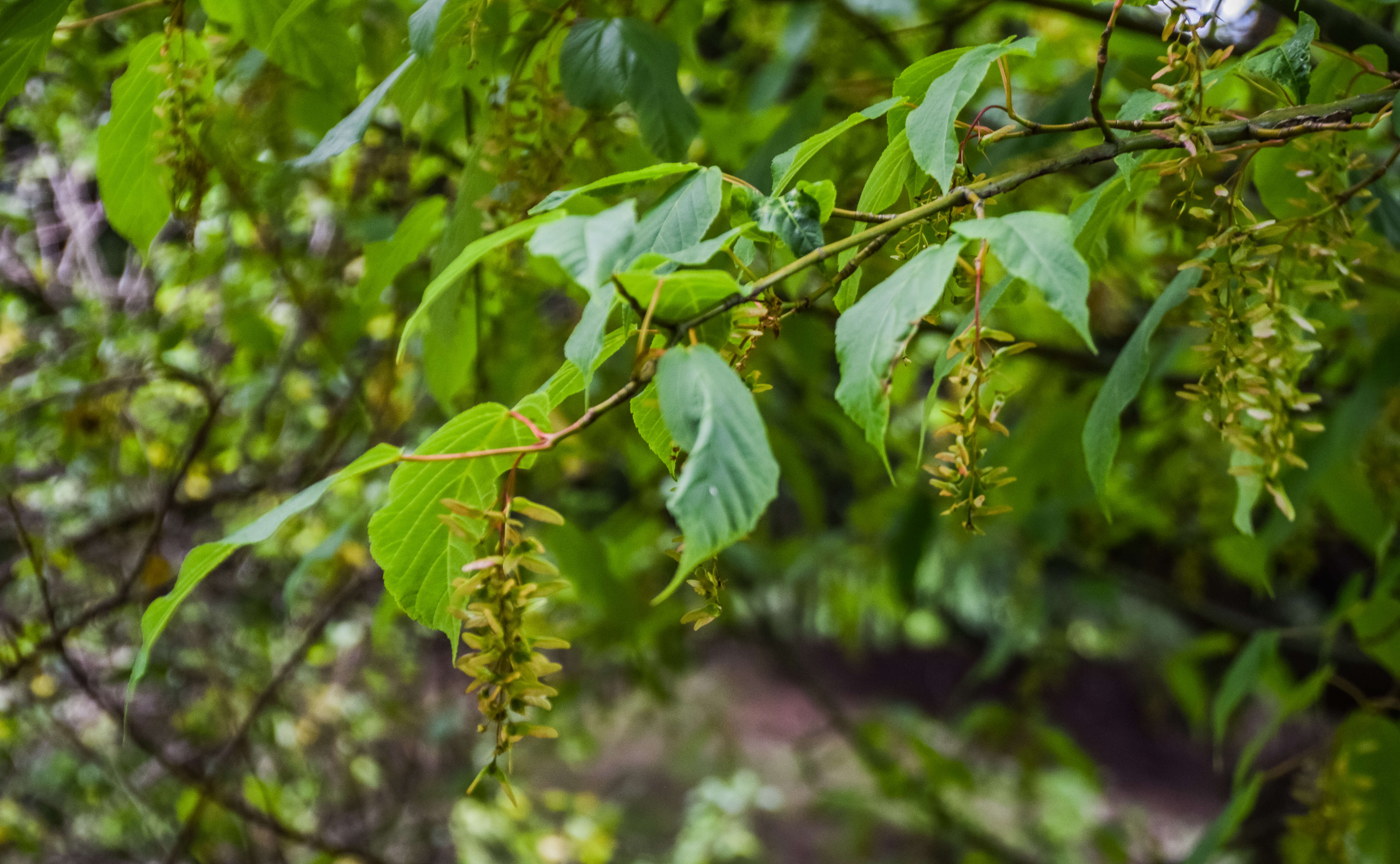 Image of Père David's maple