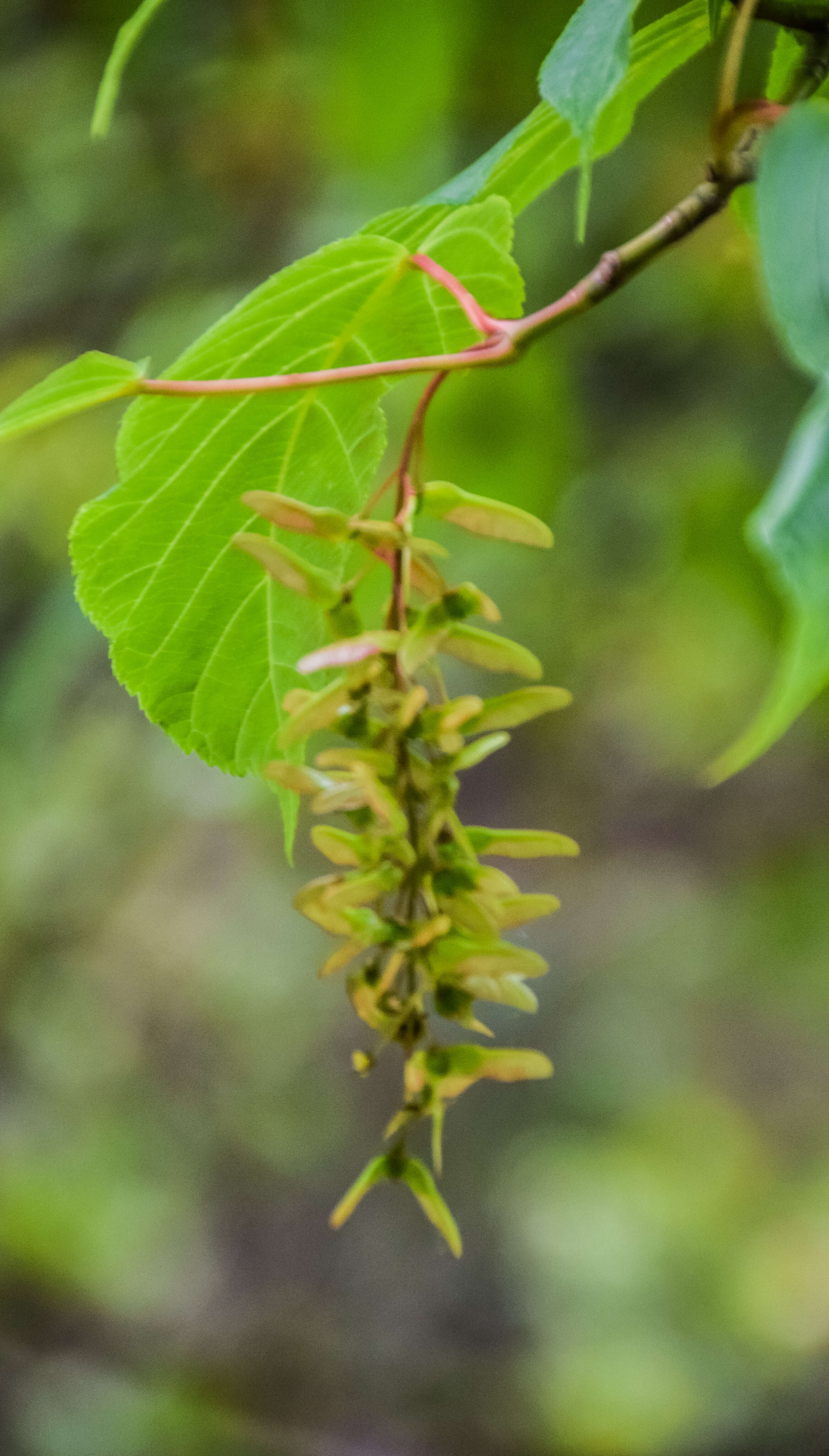 Image of Père David's maple