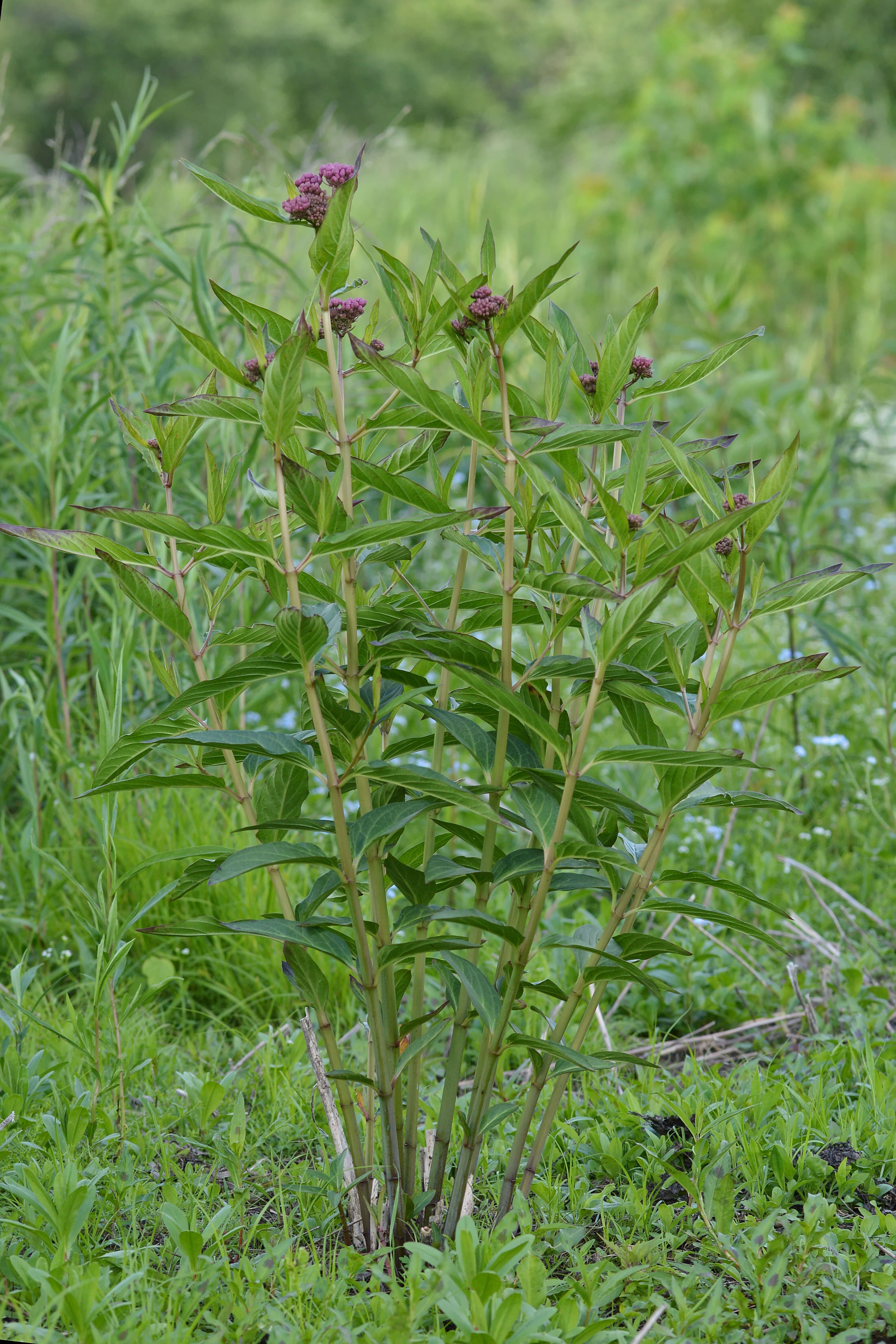 Image of swamp milkweed