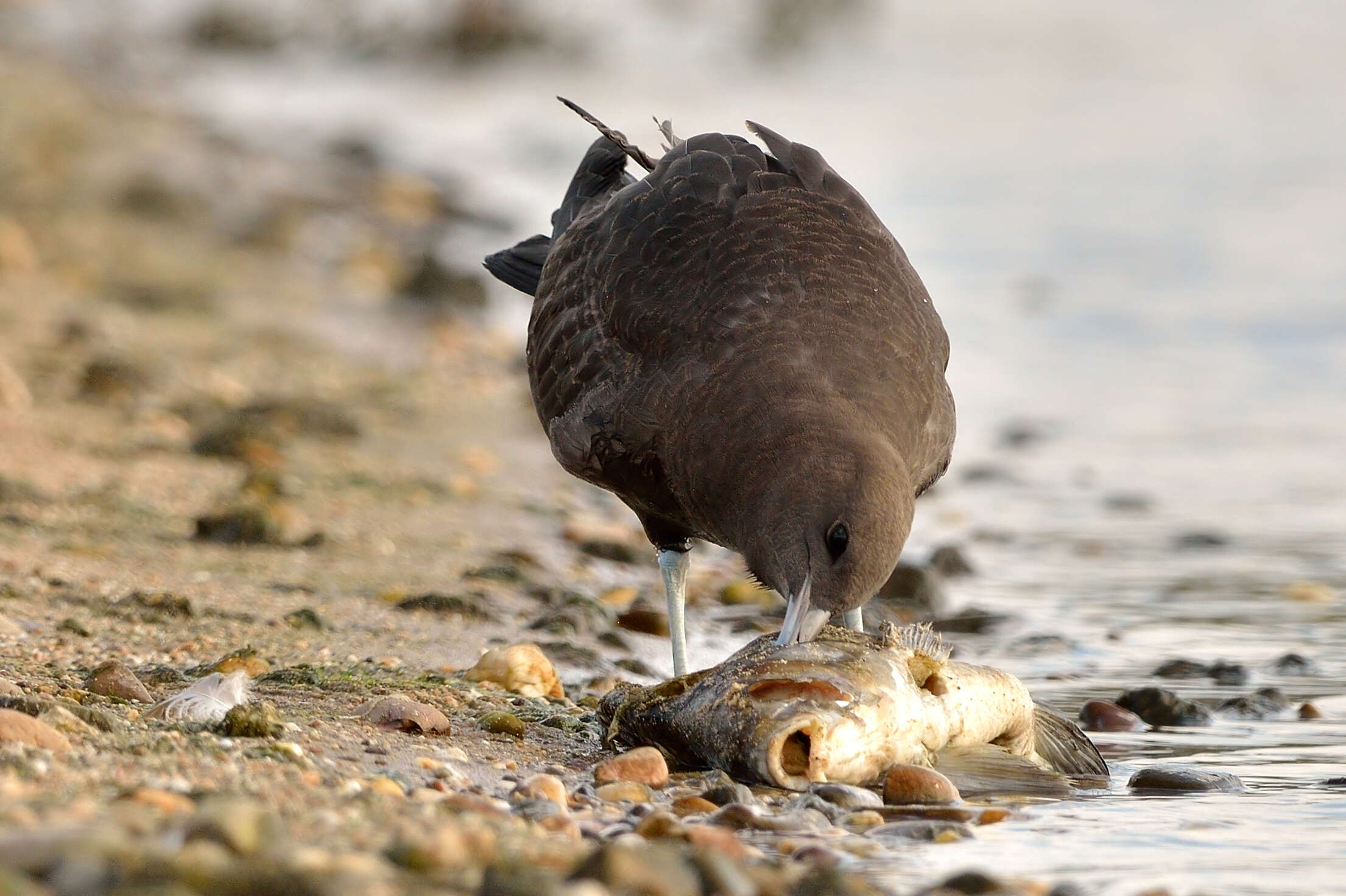 Image of Pomarine Jaeger