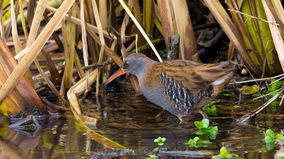 Image of European Water Rail