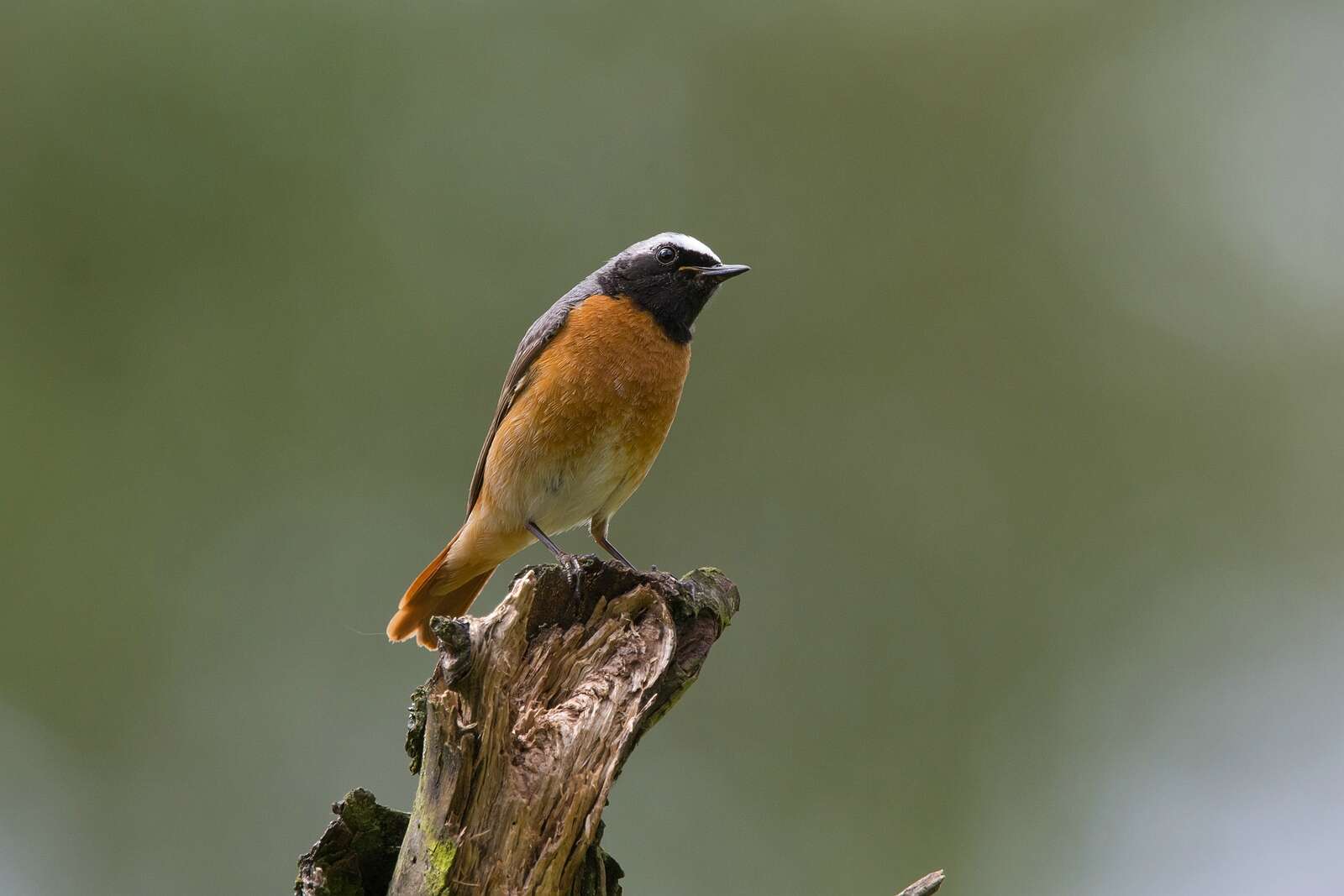 Image of Common Redstart