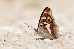 Image of purple emperor