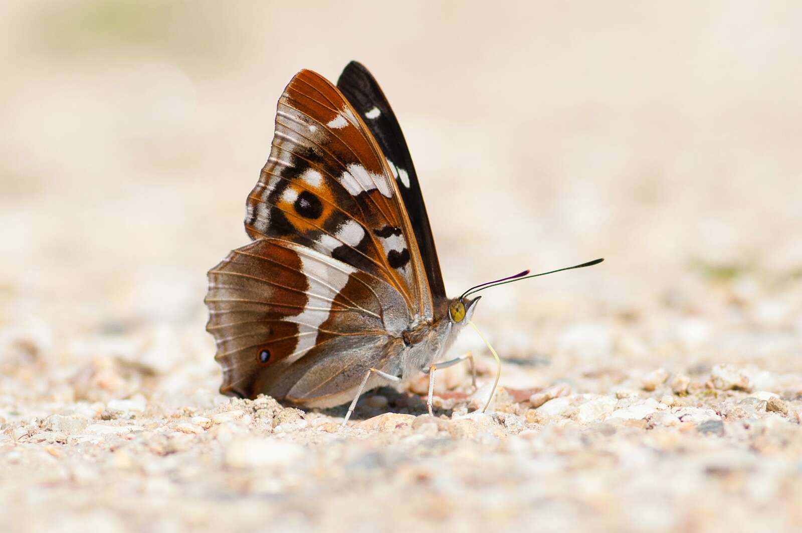 Image of purple emperor