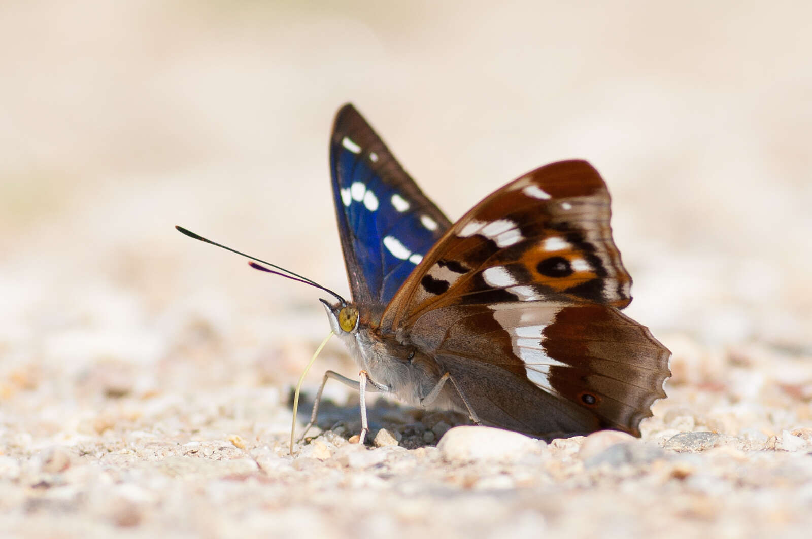 Image of purple emperor