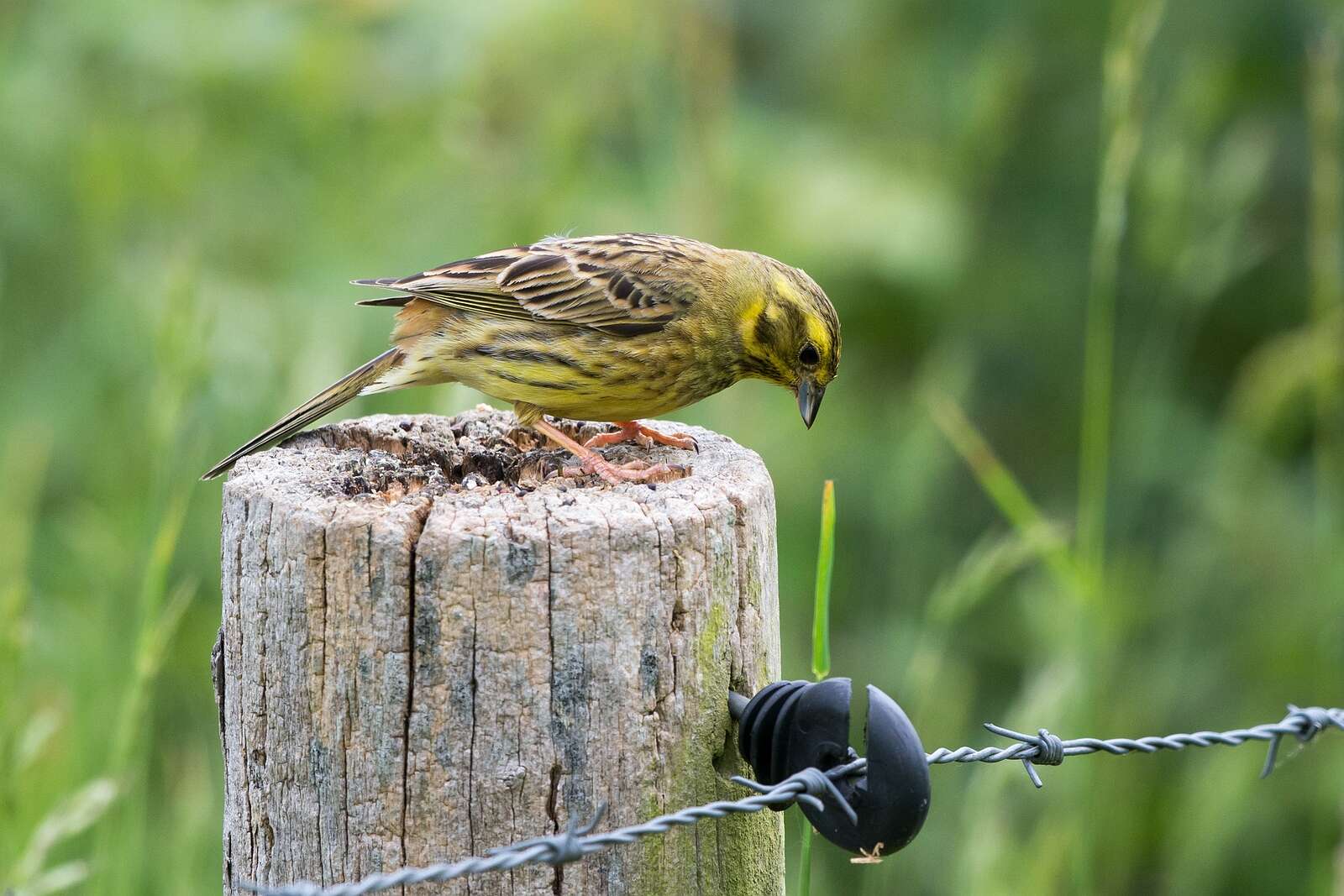 Image of Yellowhammer