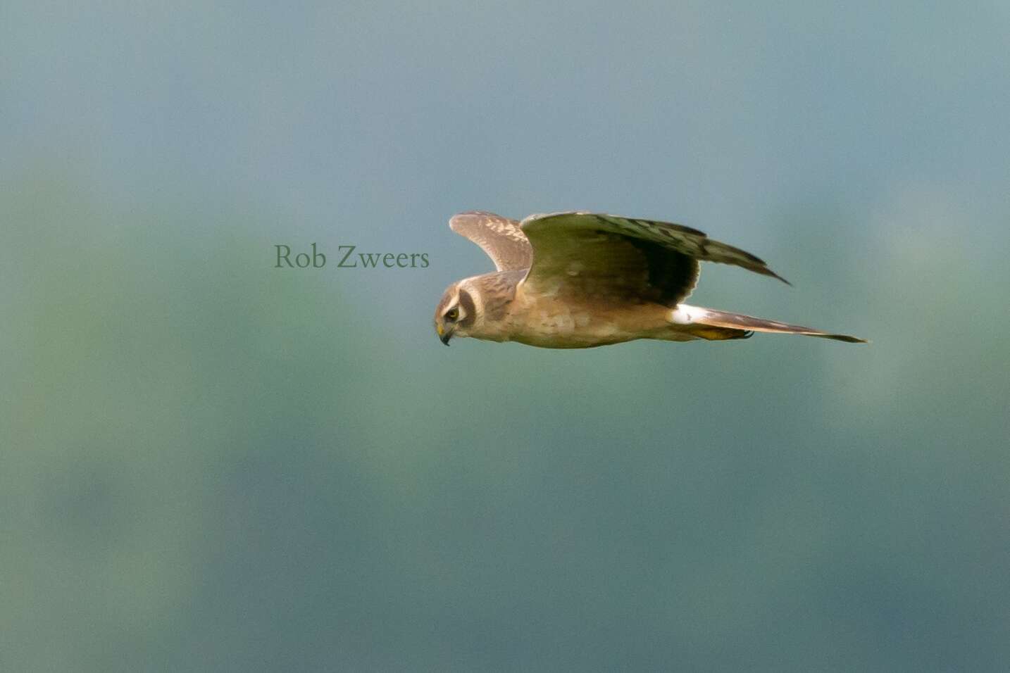 Image of Pallid Harrier