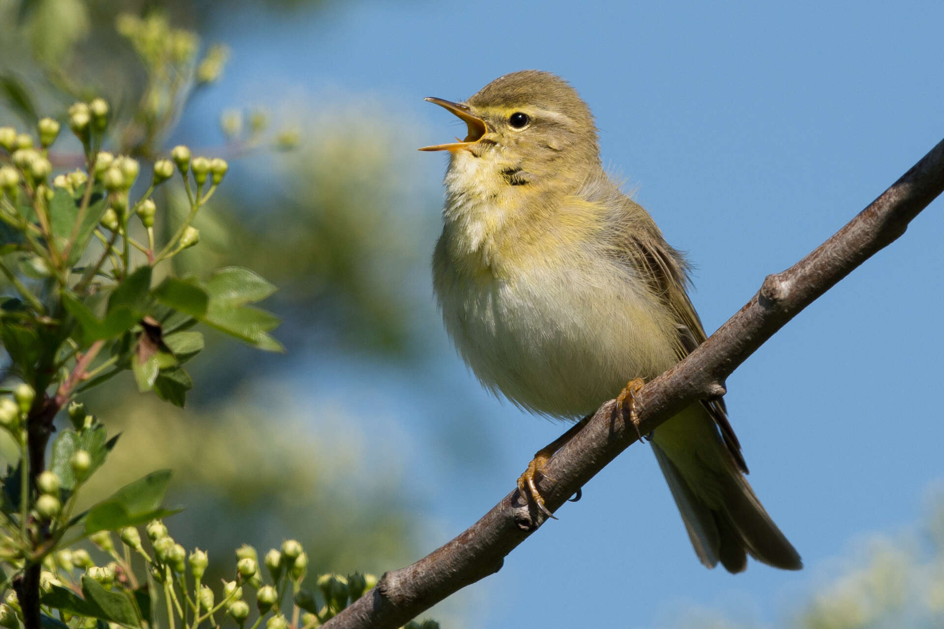 Image of Willow Warbler