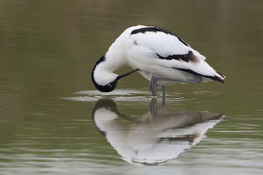 Image of avocet, pied avocet