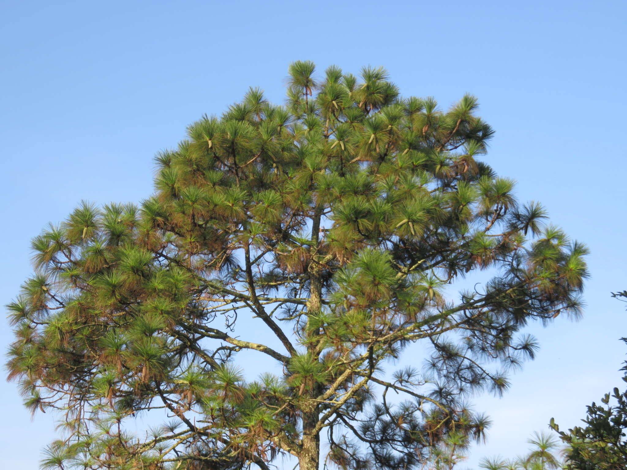 Image of Michoacán Pine