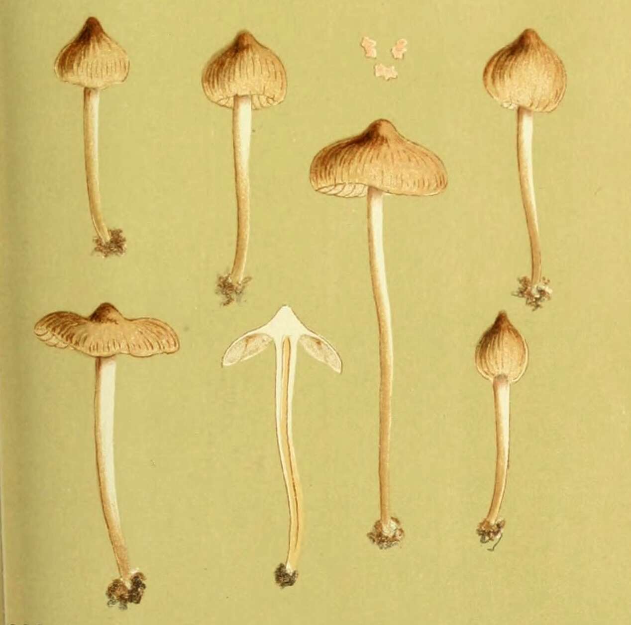 Image of Entoloma mammosum (L.) Hesler 1967