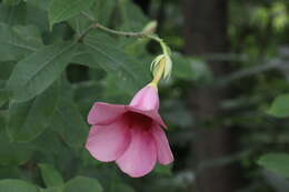 Image of purple allamanda