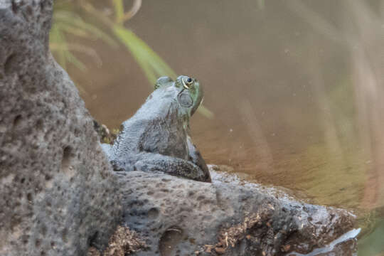 Image of American Bullfrog