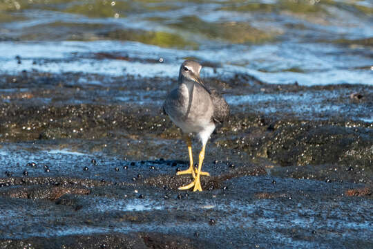 Image of Wandering (Alaskan) Tattler