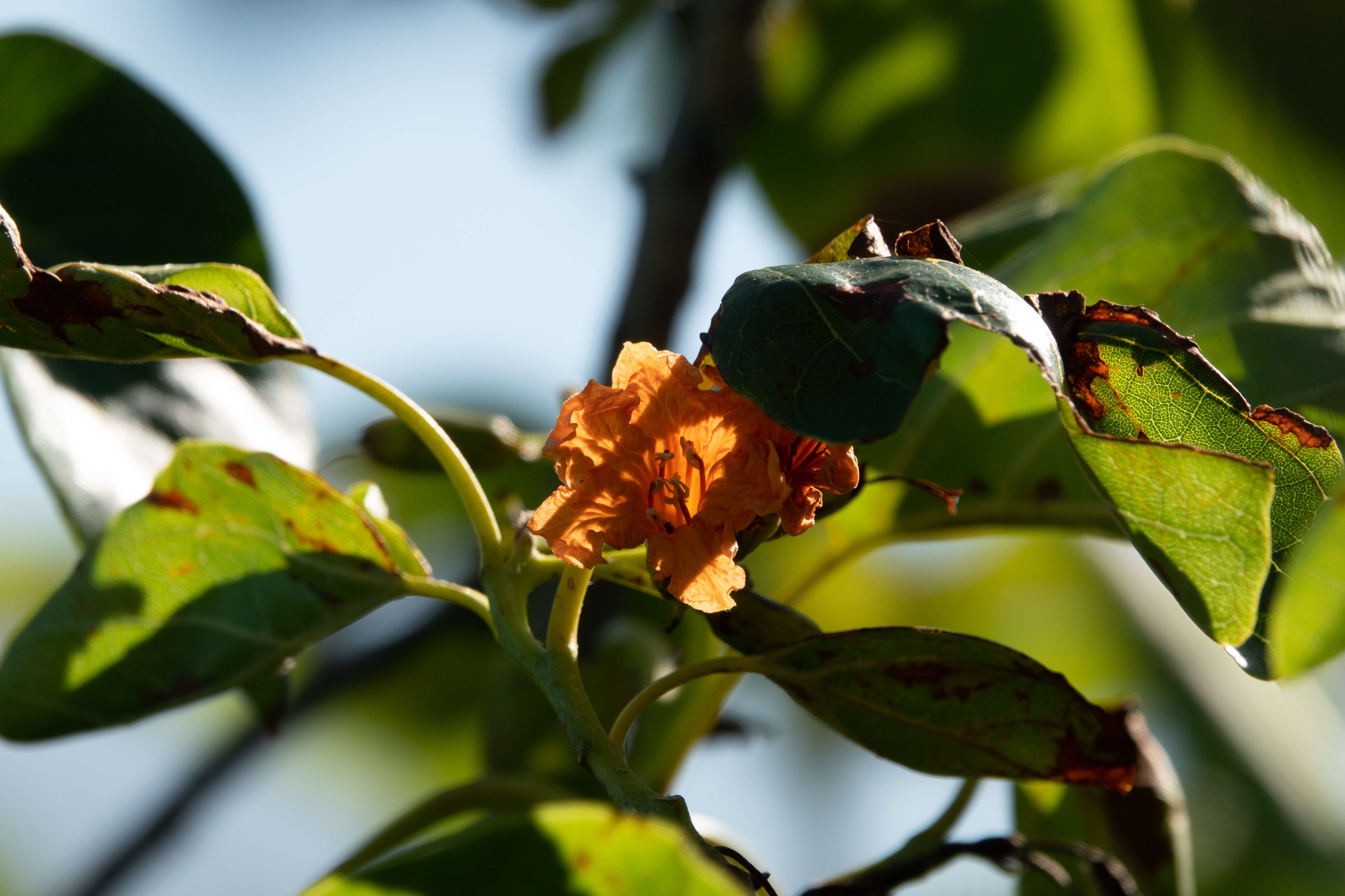 Image of largeleaf geigertree