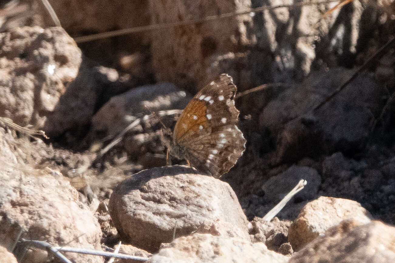 Image of Anthanassa texana