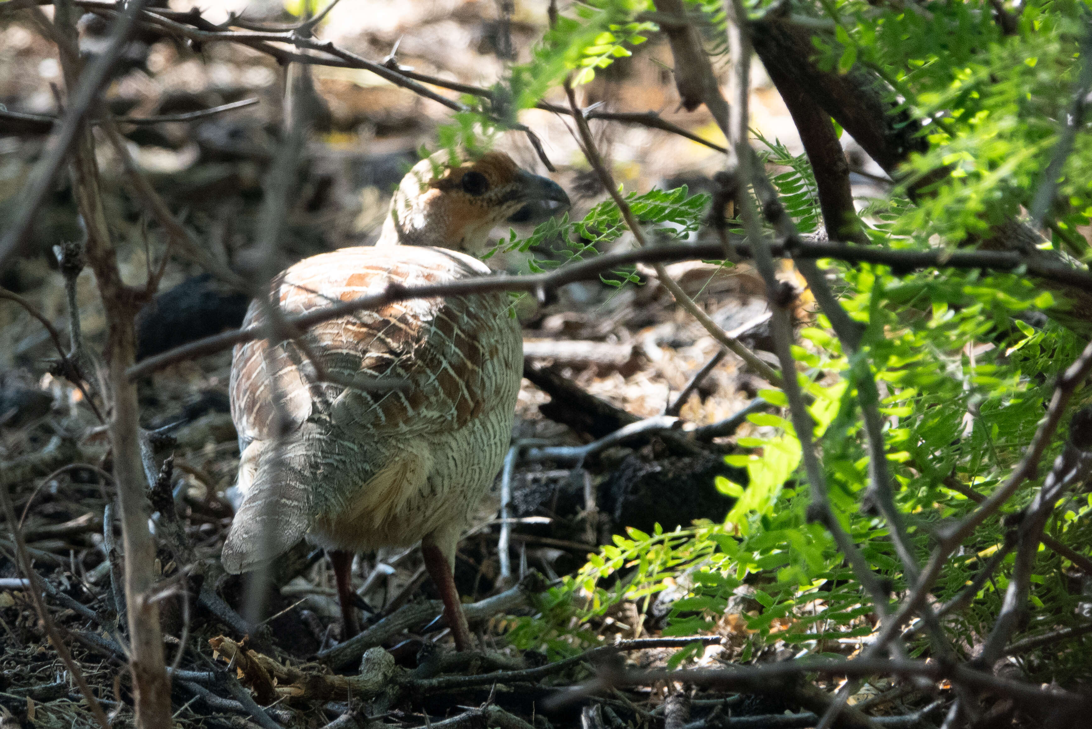 Image of Gray Francolin