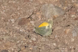 Image of Dainty Sulphur