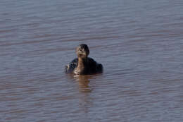 Image of Pied-billed Grebe