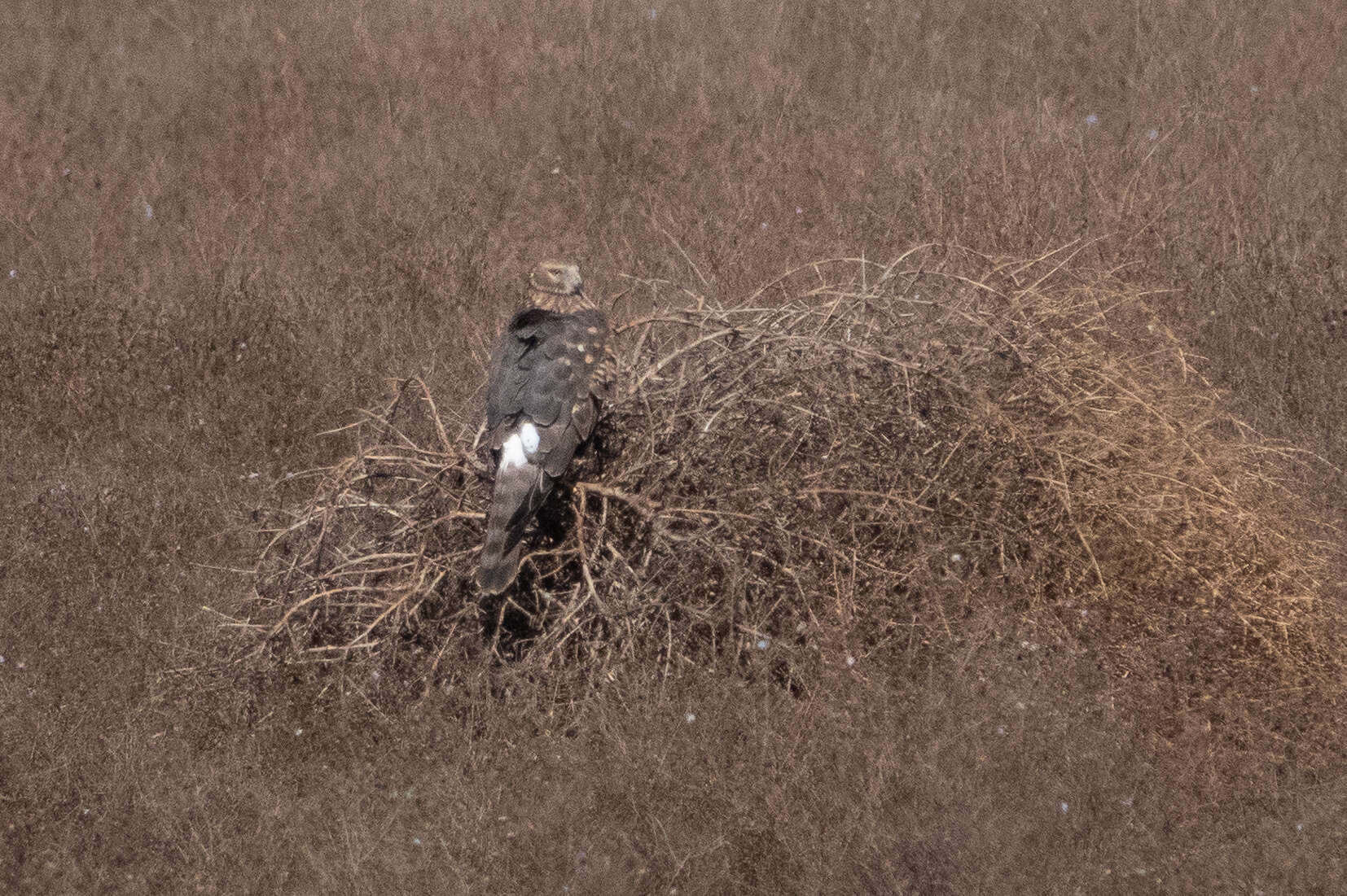 Image of Northern Harrier