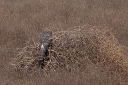 Image of Northern Harrier