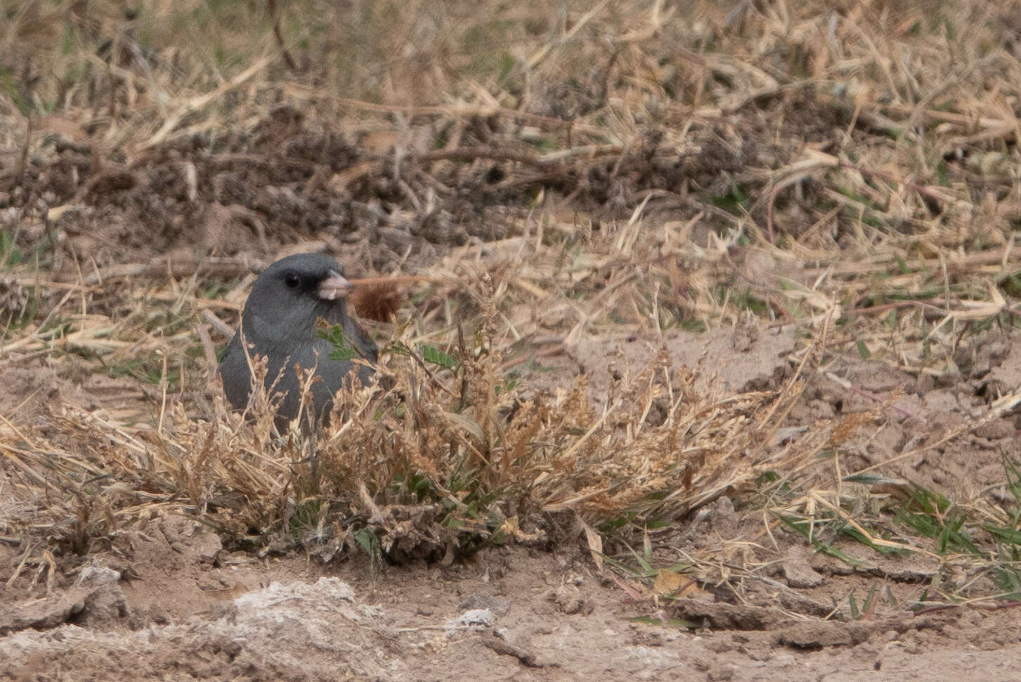 Image of juncos