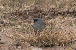 Image of juncos