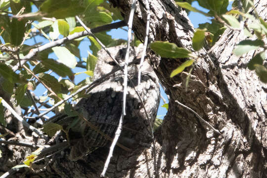 Image of Whiskered Screech Owl