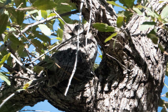 Image of Whiskered Screech Owl