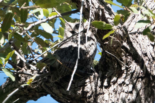 Image of Whiskered Screech Owl