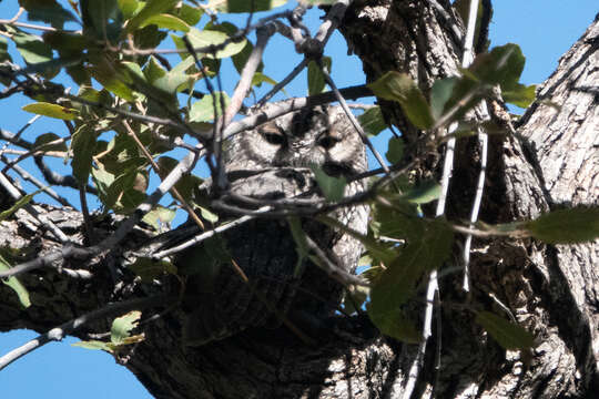 Image of Whiskered Screech Owl