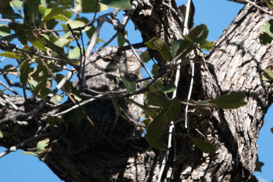 Image of Whiskered Screech Owl