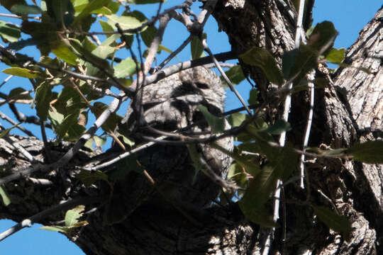 Image of Whiskered Screech Owl