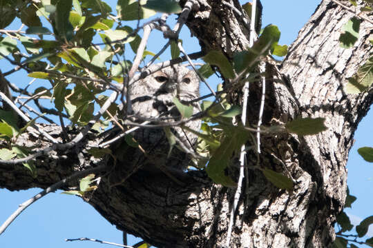 Image of Whiskered Screech Owl